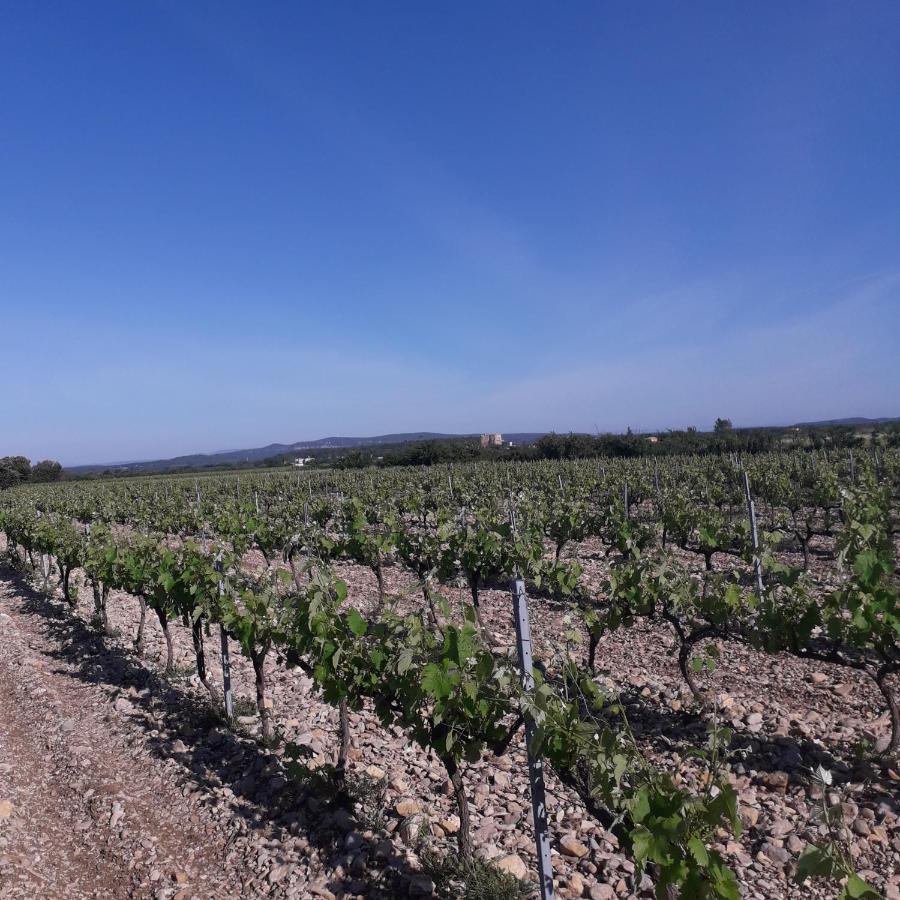 Bed and Breakfast Vents d'Anges Sainte-Cécile-les-Vignes Exterior foto